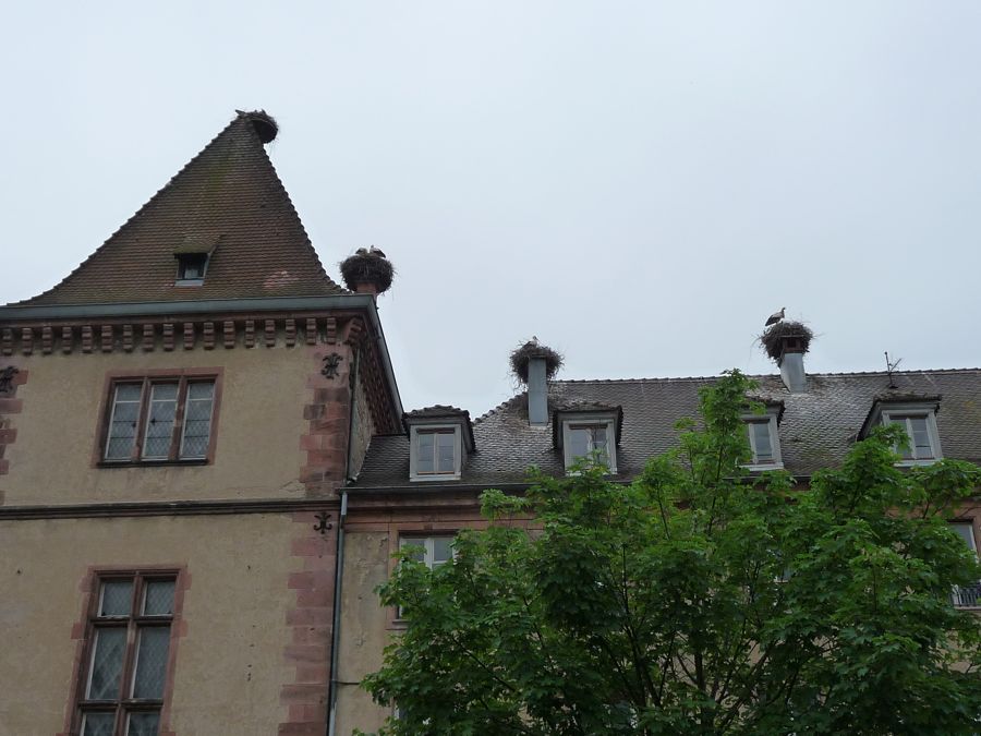 Über den Dächern von Munster